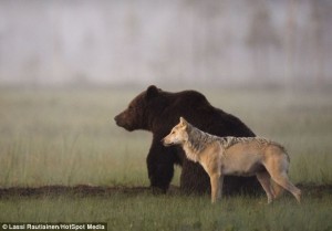 bear & wolf companions, foto by finnish wildlife photographer Lassi Rautiainen